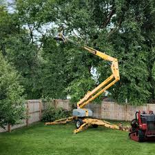 Best Tree Cabling and Bracing  in Concord, NH