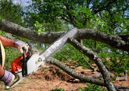 Best Stump Grinding and Removal  in Concord, NH