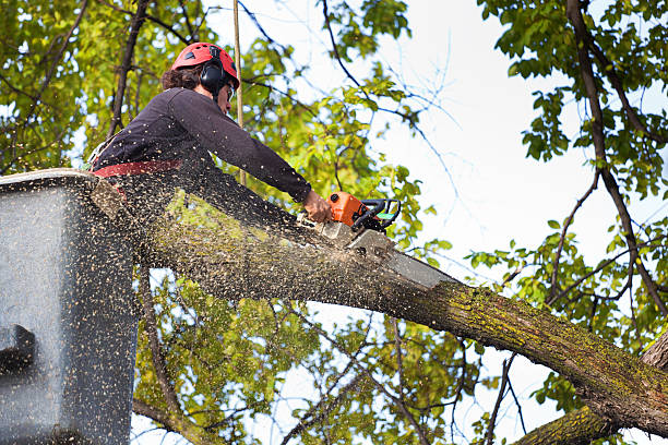 Trusted Concord, NH Tree Services Experts